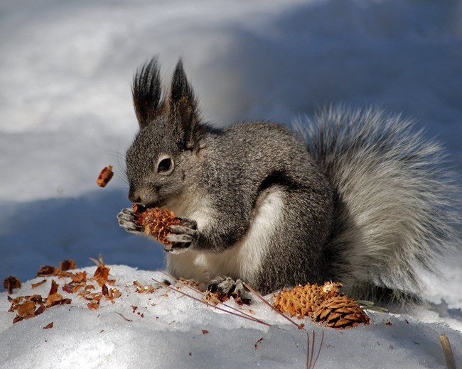 Albert's squirrel eating. Photo shared by US National Park Service to Wikimedia, photographed by Sally King.