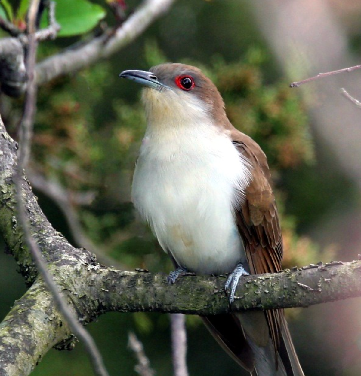 Black-billed cuckoo. Photo shared on Wikipedia by Wolfgang Wander.