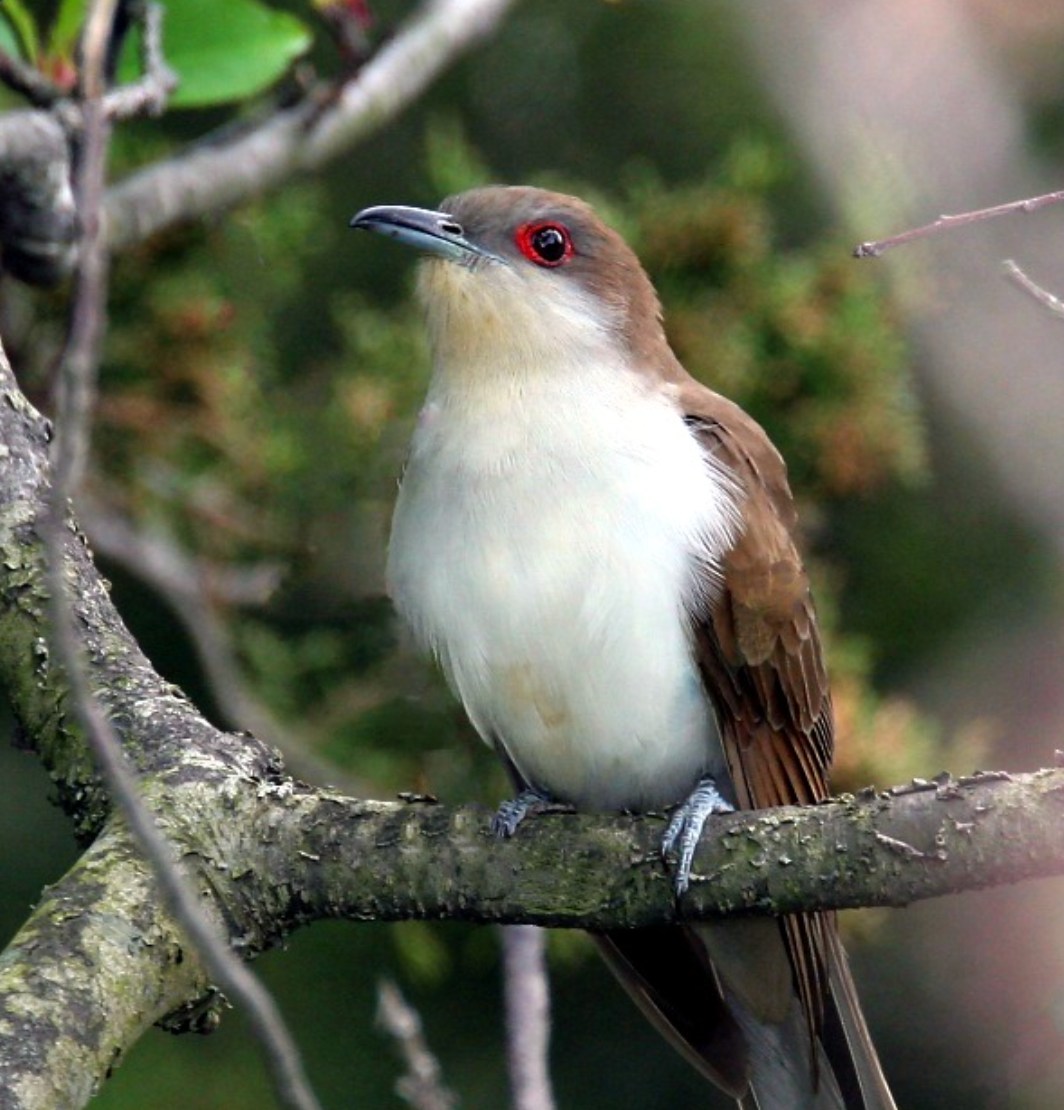 Black-billed cuckoo. Photo shared on Wikipedia by Wolfgang Wander.