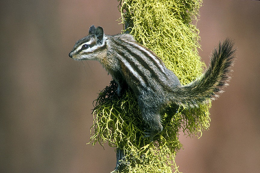 Yellow-pine chipmunk climbing a tree. Photo posted to Wikipedia by USFWS Pacific Southwest Region, photographer unknown.