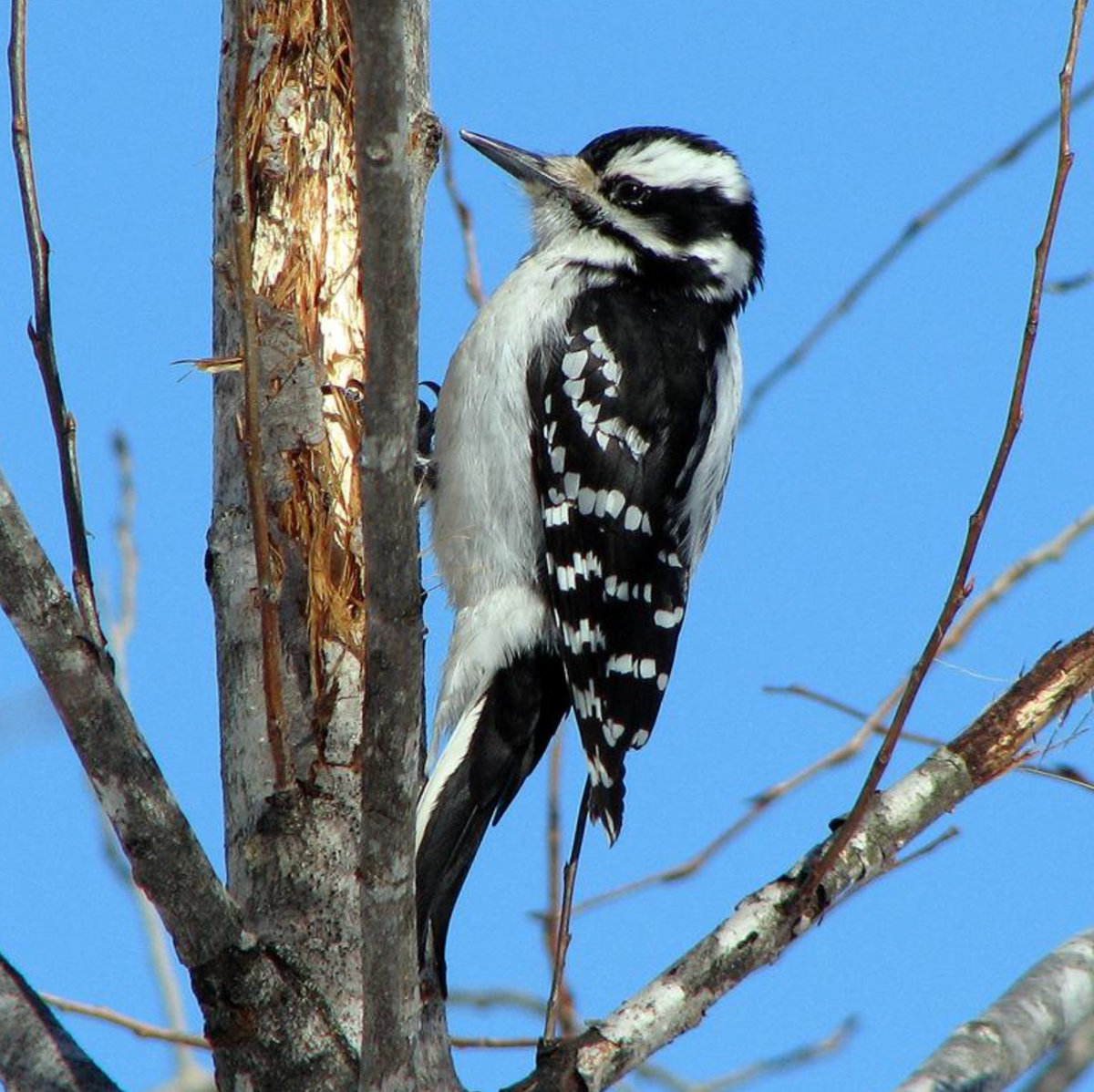 Adult female, Ottawa, Ontario. Photo shared on Wikipedia by Dewitp.
