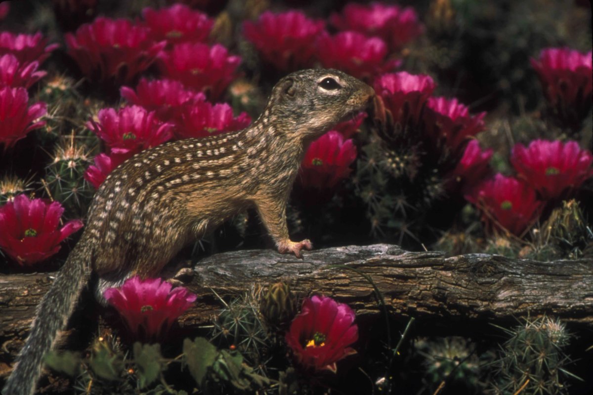 Mexican ground squirrel on a tree branch. Photo shared to Wikipedia by Ditto Larry, U.S. Fish and Wildlife Service.
