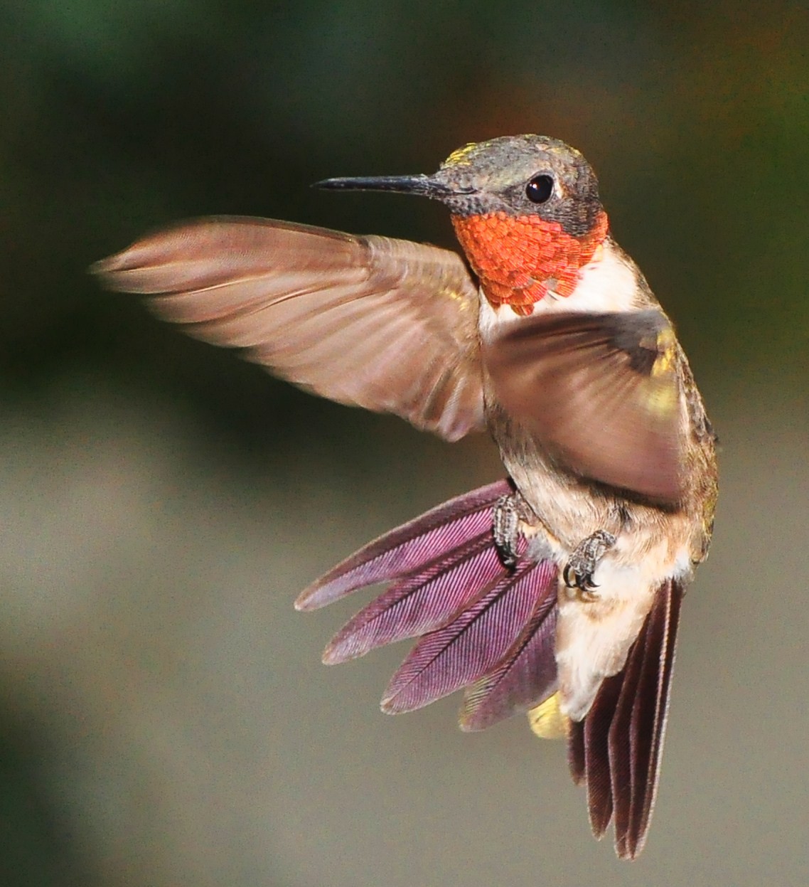 A male Ruby-throated Hummingbird in flight. Photo shared on Wikipedia by jeffreyw.