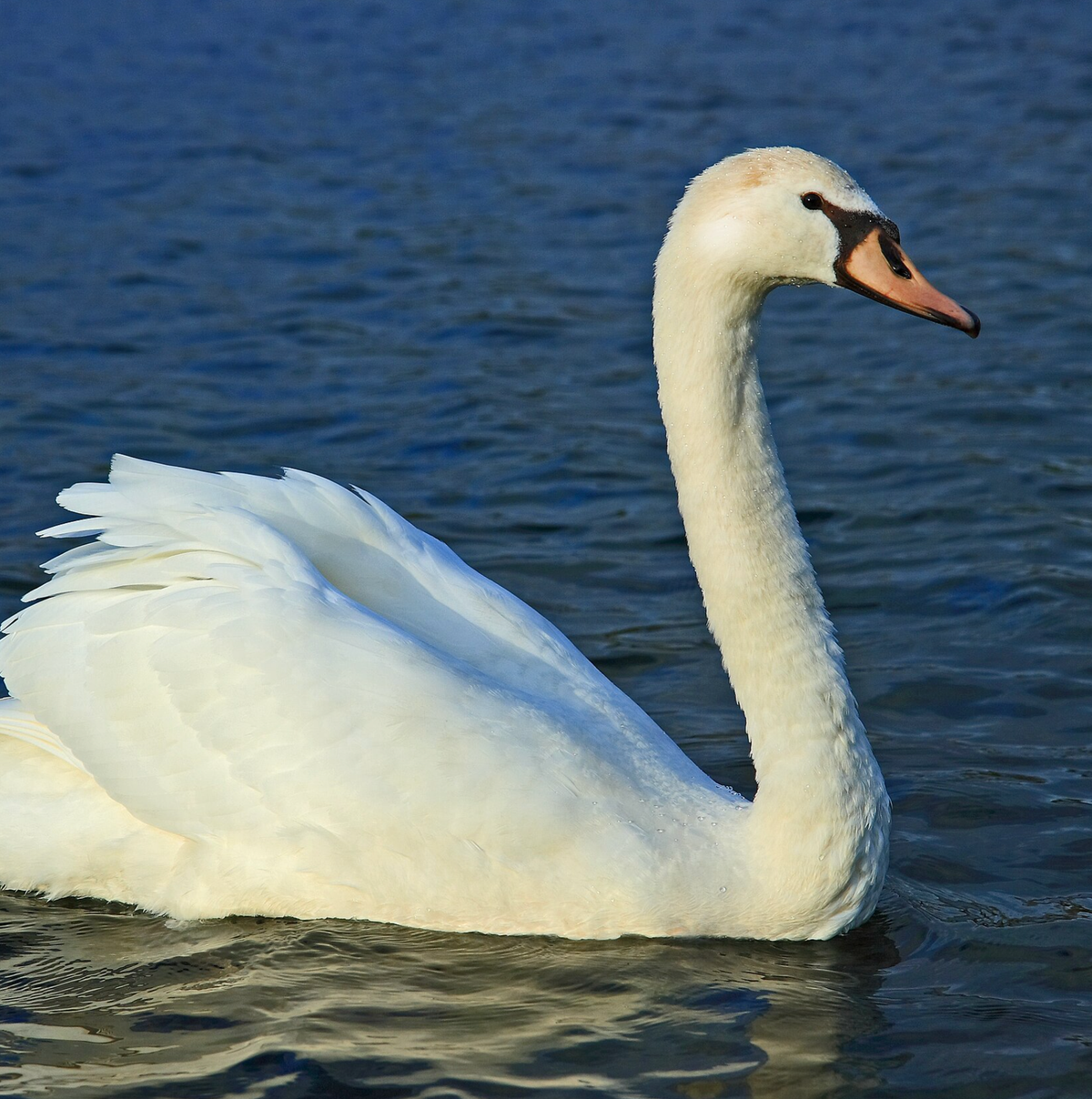 Mute swan. Photo shared on Wikipedia by Sanchezn.