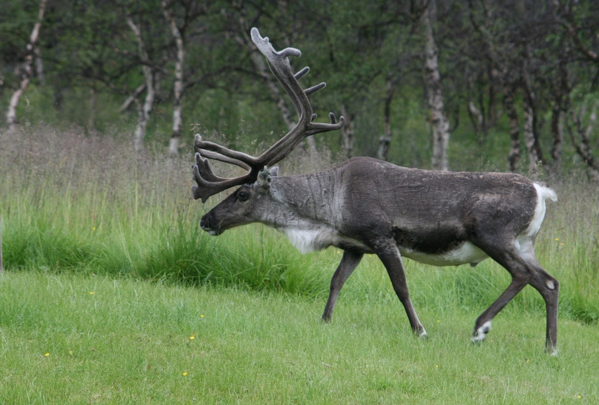 Caribou. Photo shared on Wikipedia by Are G Nilsen.