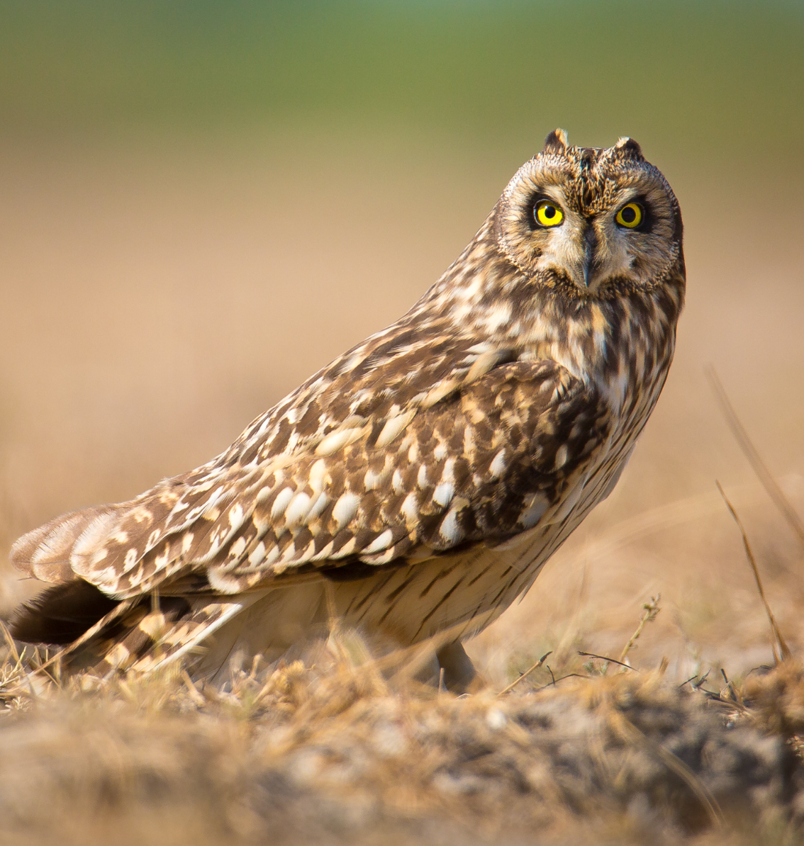 Short-eared owl, Little Rann of Kutch. Photo shared on Wikipedia by Sumeet Moghe.