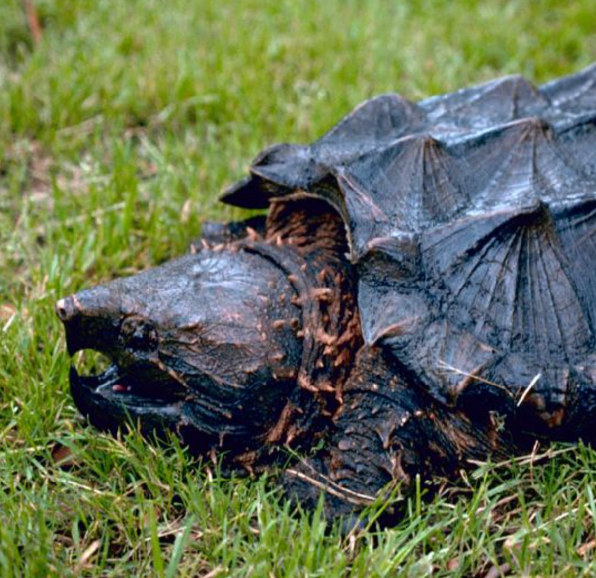 Alligator snapping turtle. Photo shared on Wikipedia by Gary M. Stolz/U.S. Fish and Wildlife Service.