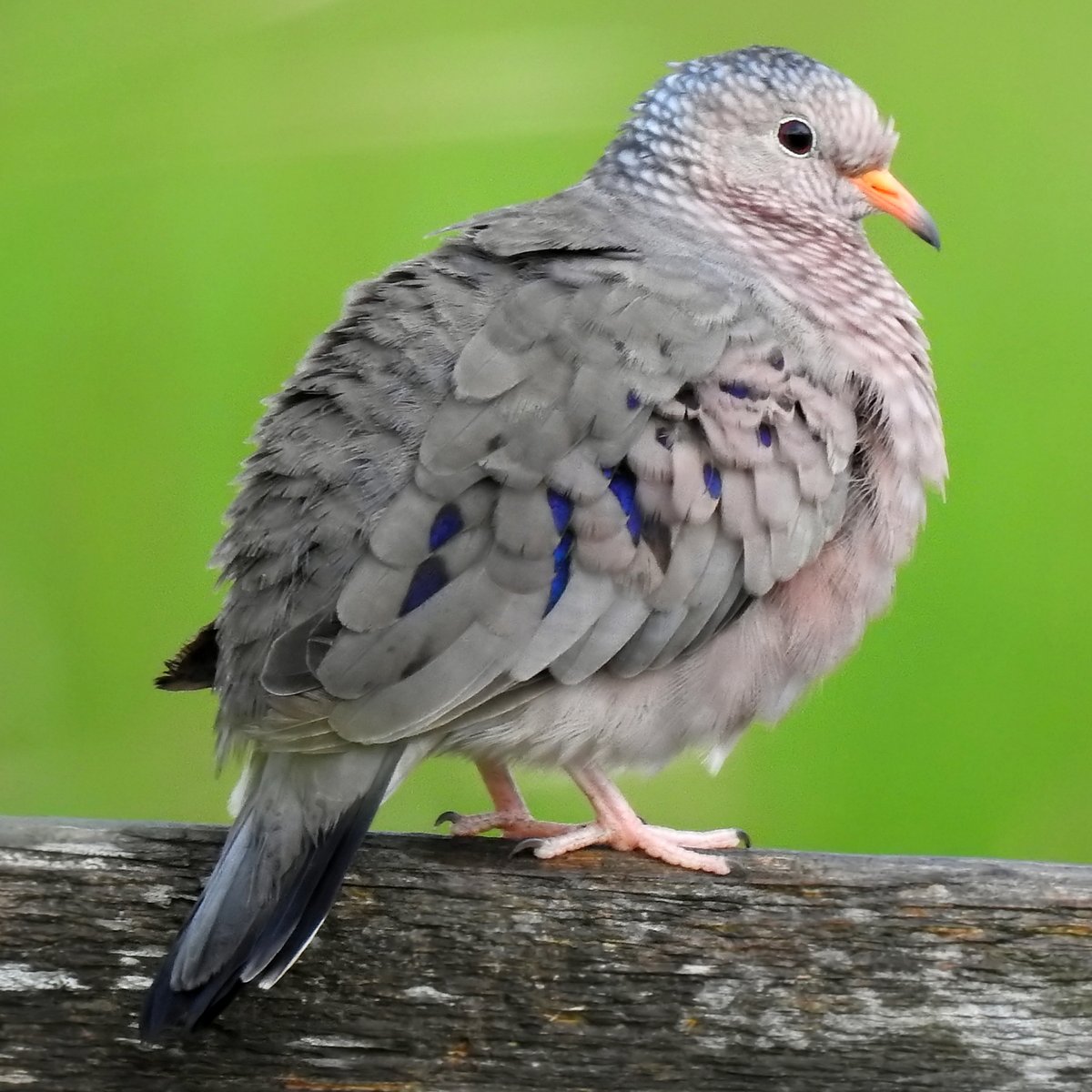 A Common Ground Dove Columbina passerina on a fence at Kissimmee Prairie Preserve State Park, FL. Photo shared on Wikipedia by JeffreyGammon.