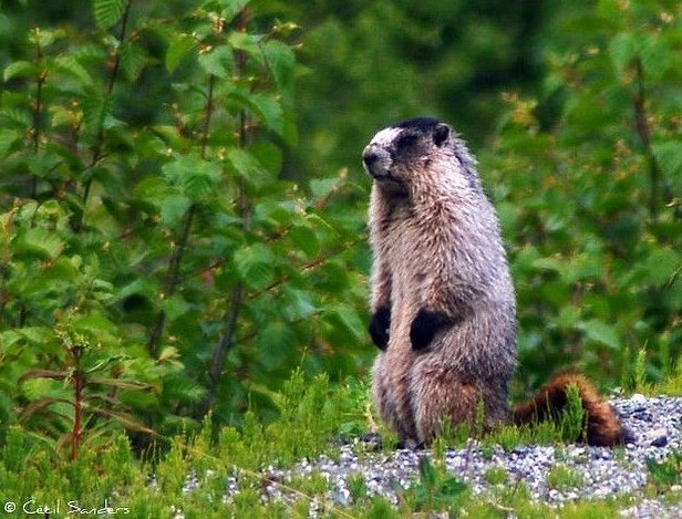 Alaska Marmot perched in grass. Photo by Cecil Sanders.