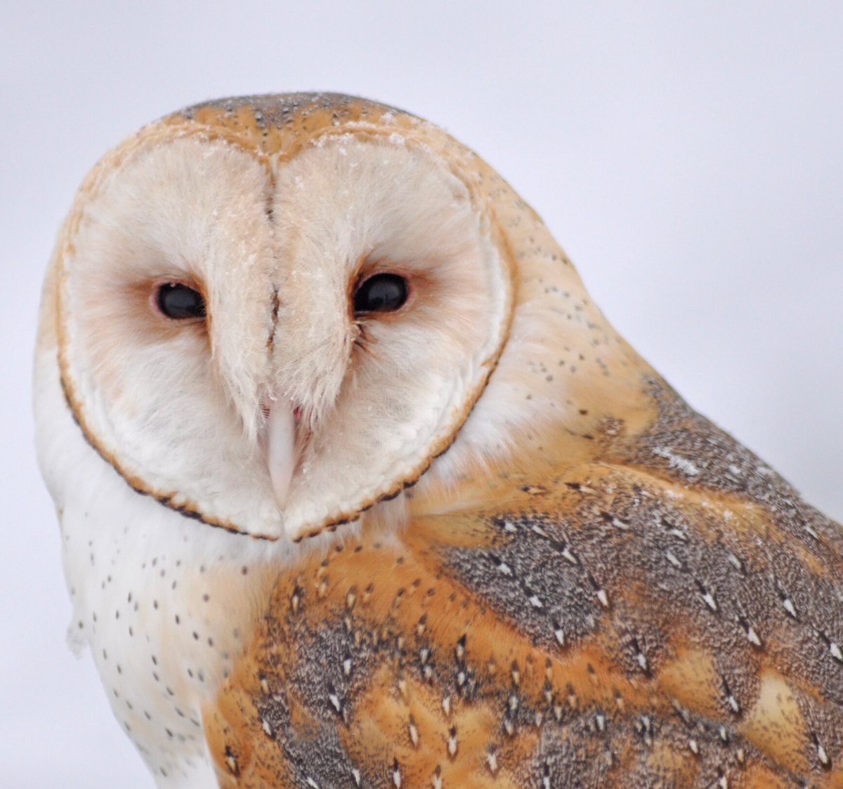 Barn owl at Bear River Migratory Bird Refuge in Utah. Photo shared on Wikipedia by Brian Ferguson