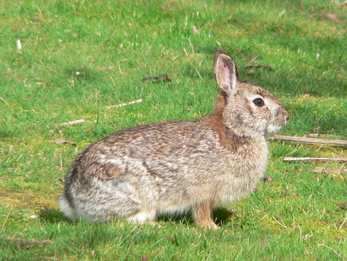 Brush Rabbit. Photo shared on Wikipedia, photographer unknown.