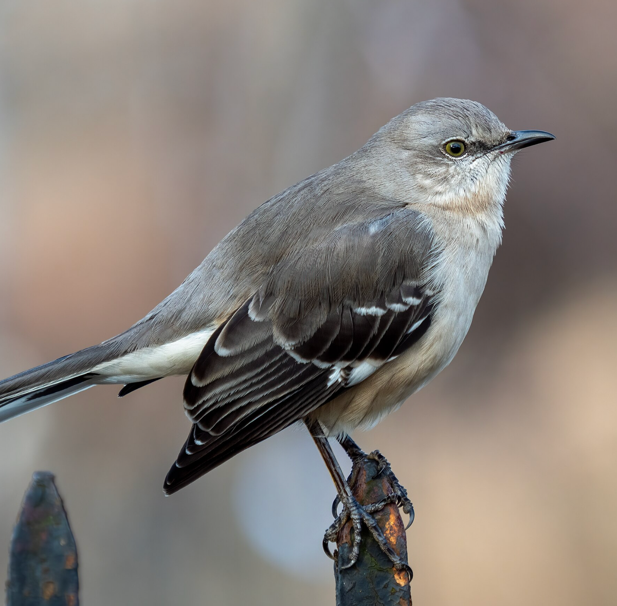 Northern mockingbird. Photo shared on Wikipedia by Rhododendrites.