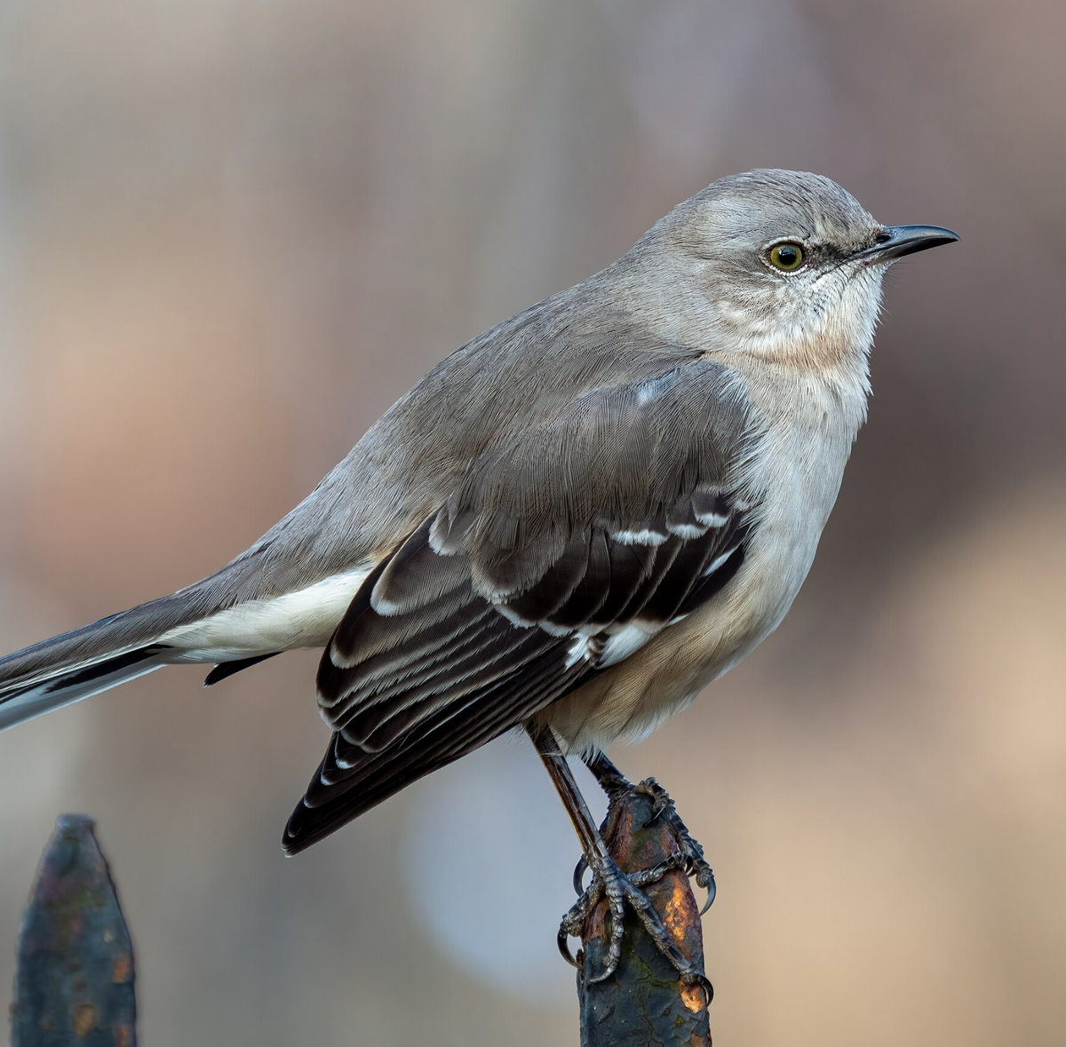 Northern mockingbird. Photo shared on Wikipedia by Rhododendrites.