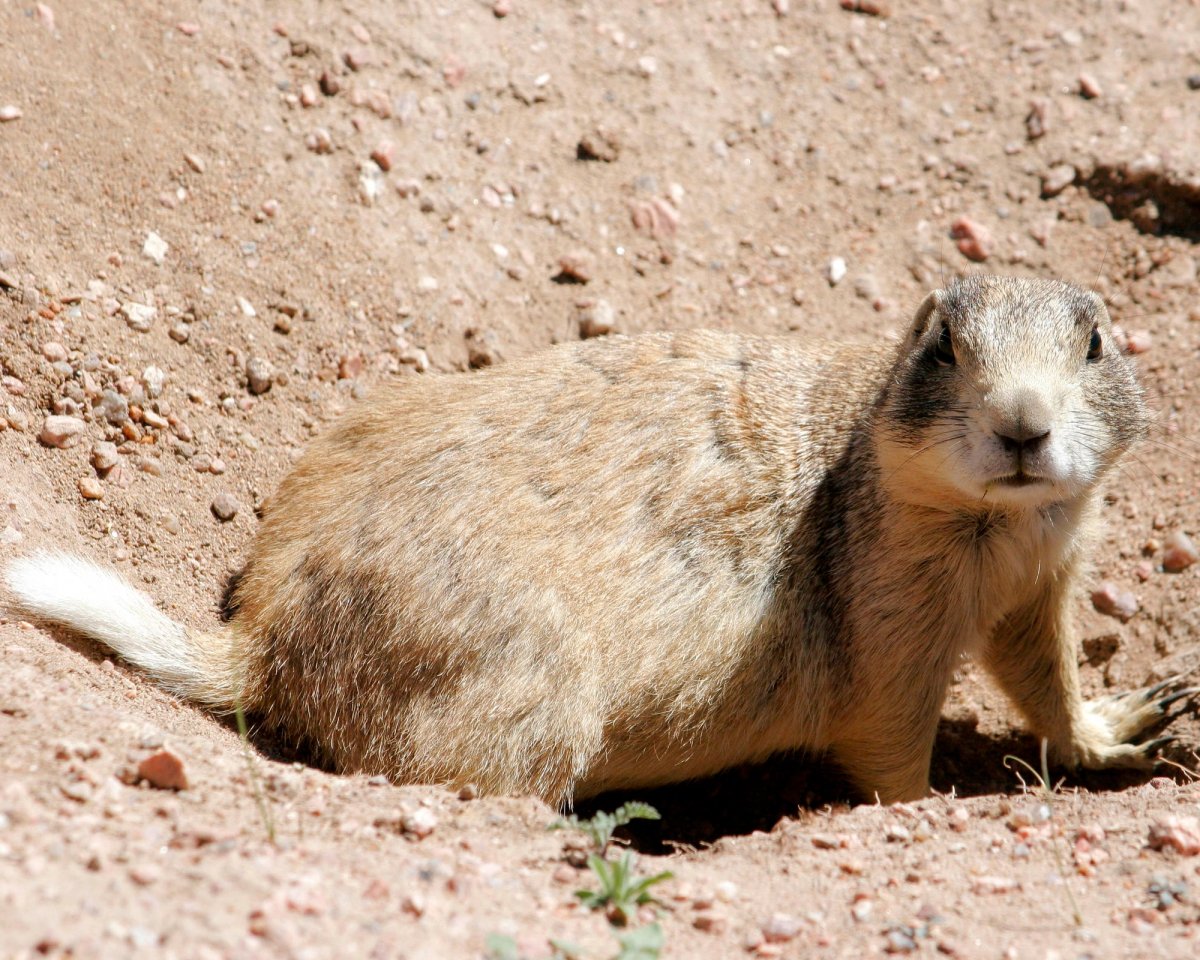 White-tailed Prairie Dog at Hutton Lake National Wildlife Refuge, WY. Photo posted to Wikipedia by Devonpike.