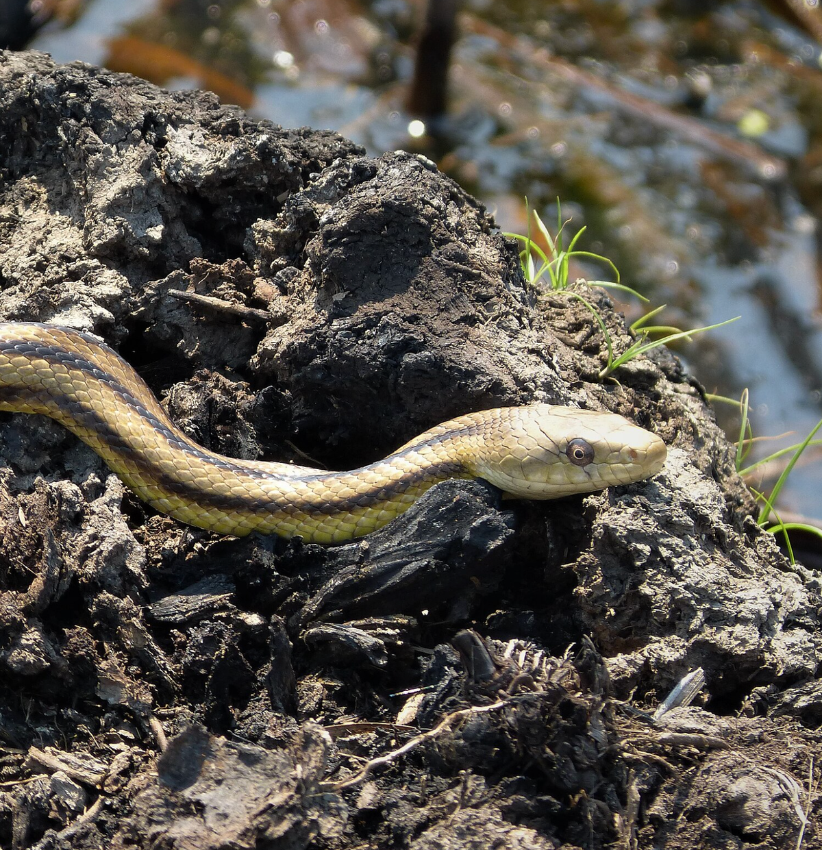 Nature Reserve a mile south of Darien on US17. Georgia. Photo shared on Wikipedia by gailhampshire.