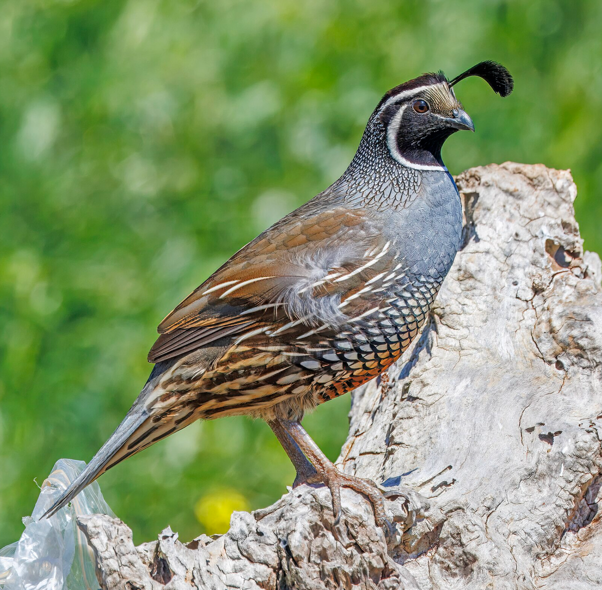 California quail. Photo shared on Wikipedia by Charles J. Sharp.