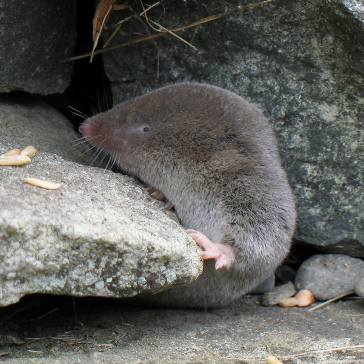 Northern short-tailed shrew. Photo shared on Wikipedia by Gilles Gonthier.