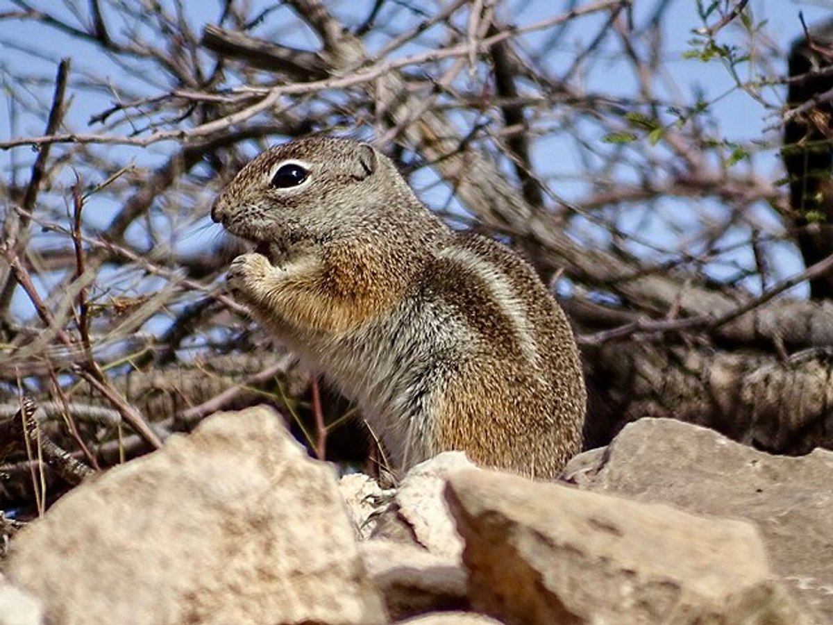 Texas Antelope Squirrel. Photo by CK Kelly.