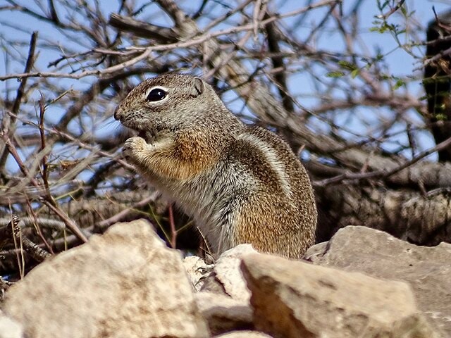 Texas Antelope Squirrel. Photo by CK Kelly.