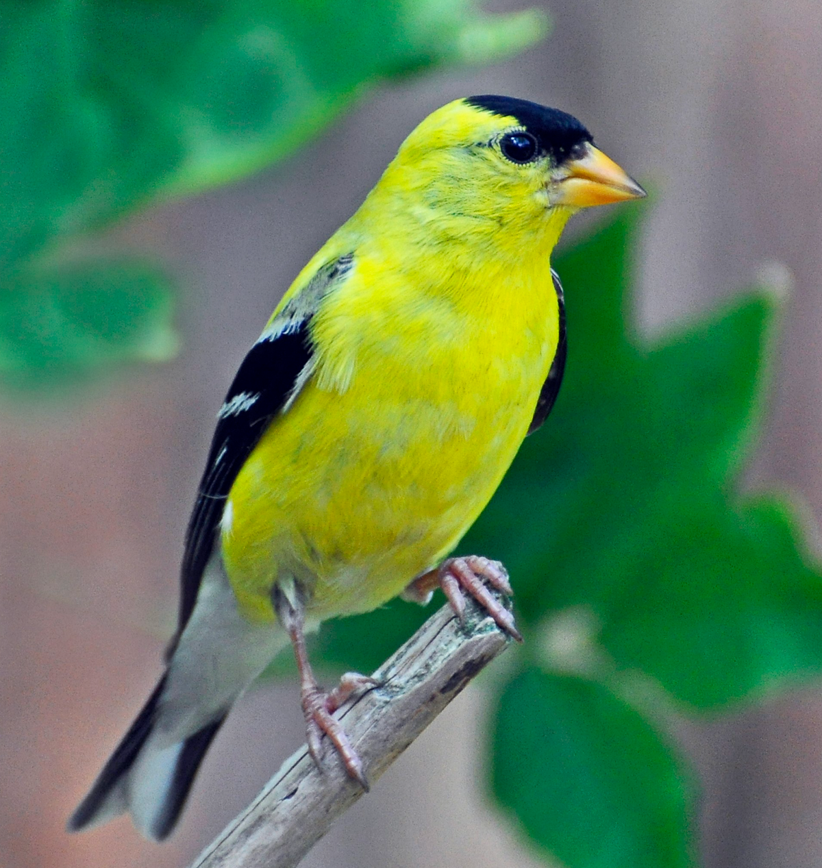 A male American Goldfinch in summer plumage in MI. Photo shared on Wikipedia by Rodney Campbell.