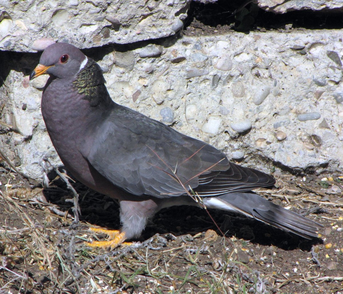 A Band-tailed Pigeon in San Luis Obispo, CA. Photo shared on Wikipedia by aroid.