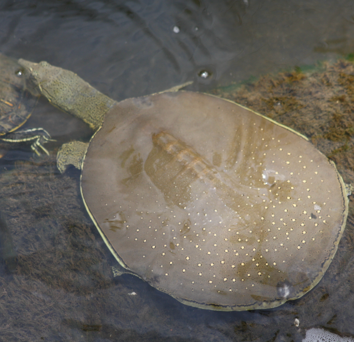 Spiny softshell. Photo shared on Wikipedia by David Peden.