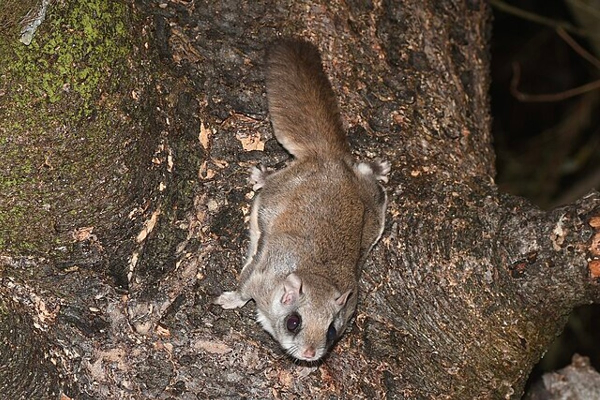 Northern Flying Squirrel. Photo by Henrique Pacheco.
