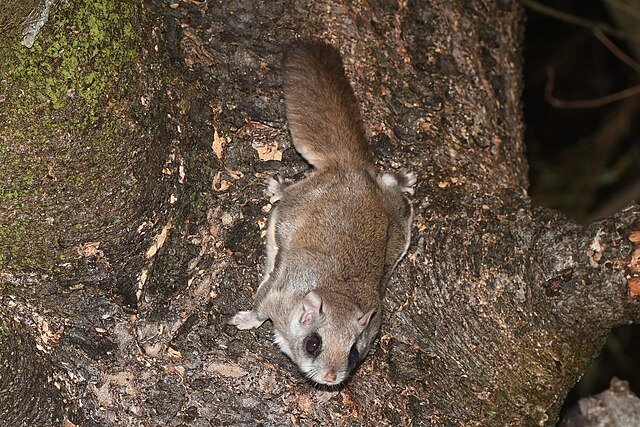 Northern Flying Squirrel. Photo by Henrique Pacheco.