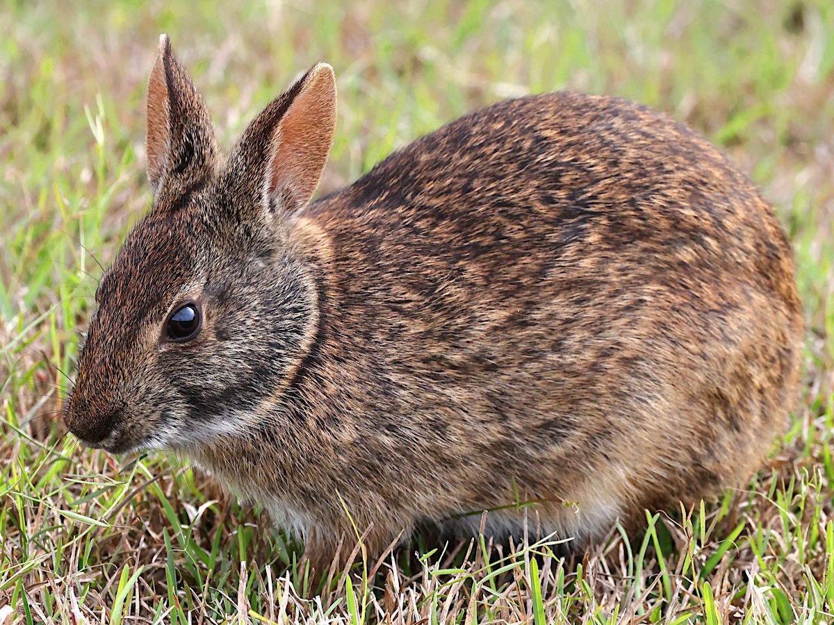 Marsh Rabbit. Photo shared on Wikipedia by Peter Chen.