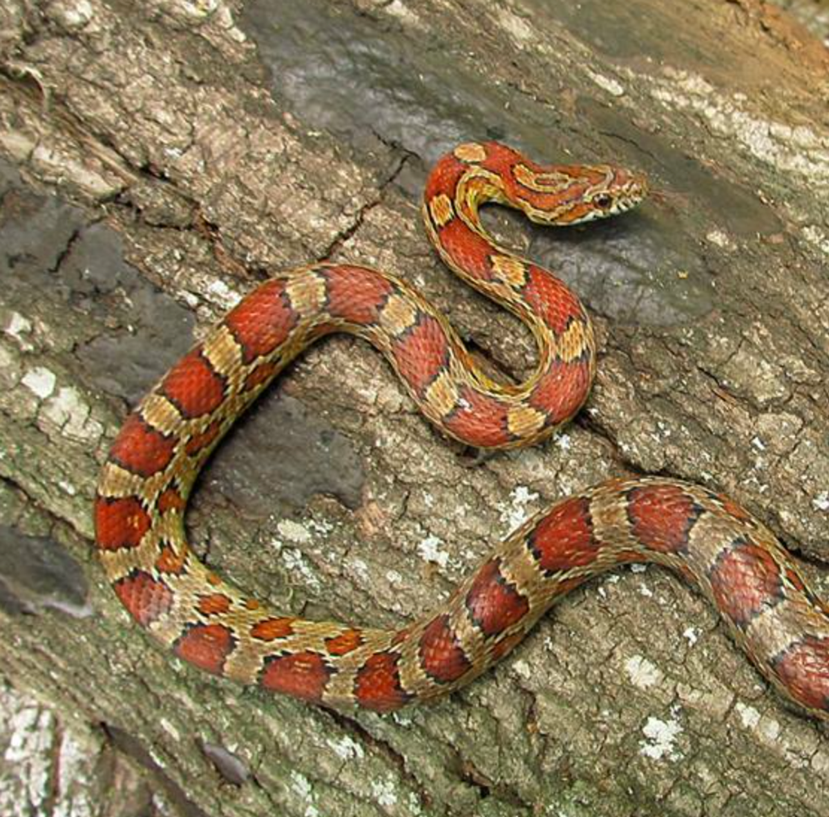 Young corn snake. Photo shared on Wikipedia by Glenn Bartolotti.