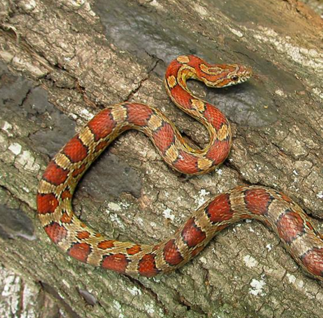 Young corn snake. Photo shared on Wikipedia by Glenn Bartolotti.