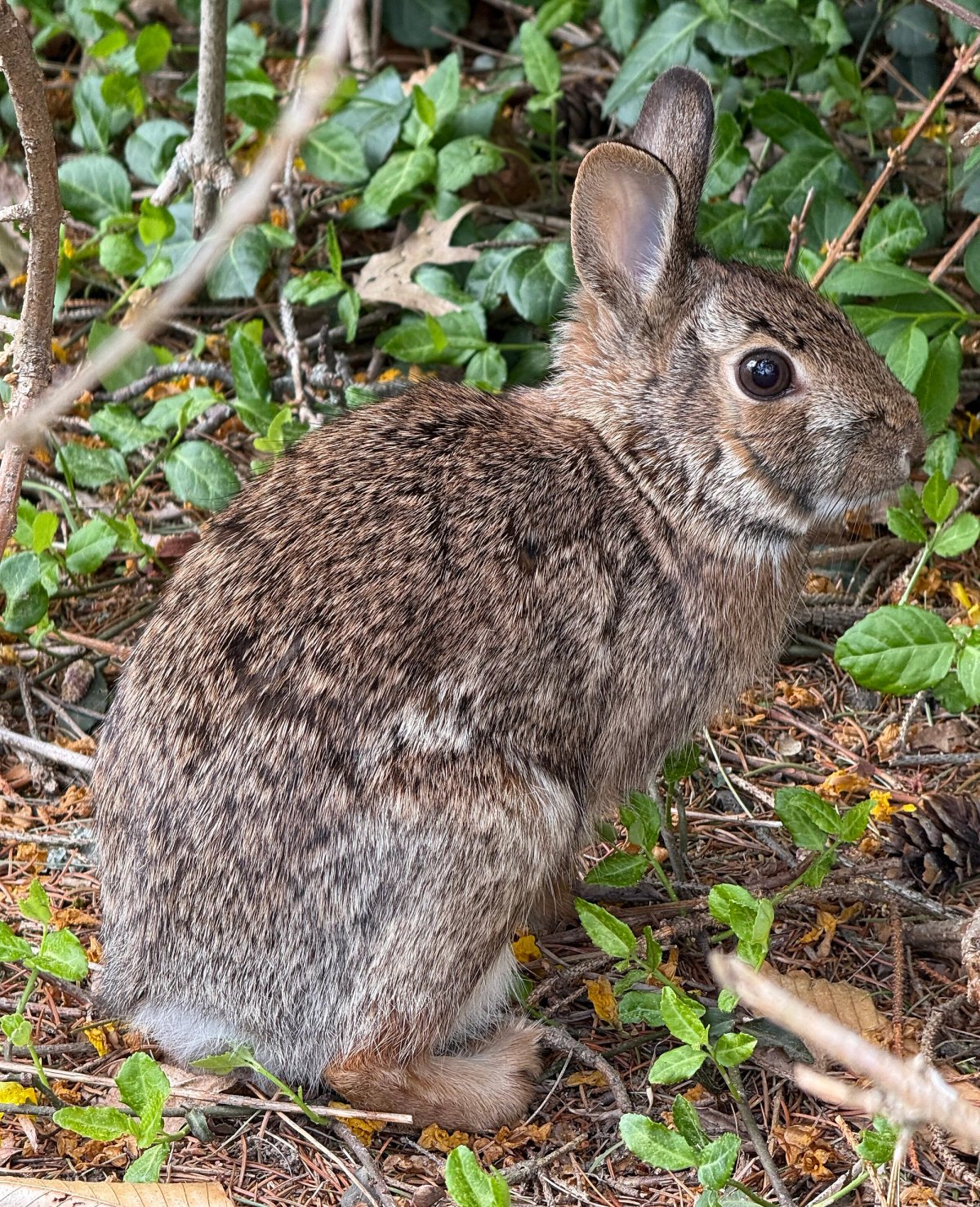 Eastern cottontail. Photo shared on Wikipedia by Famartin.