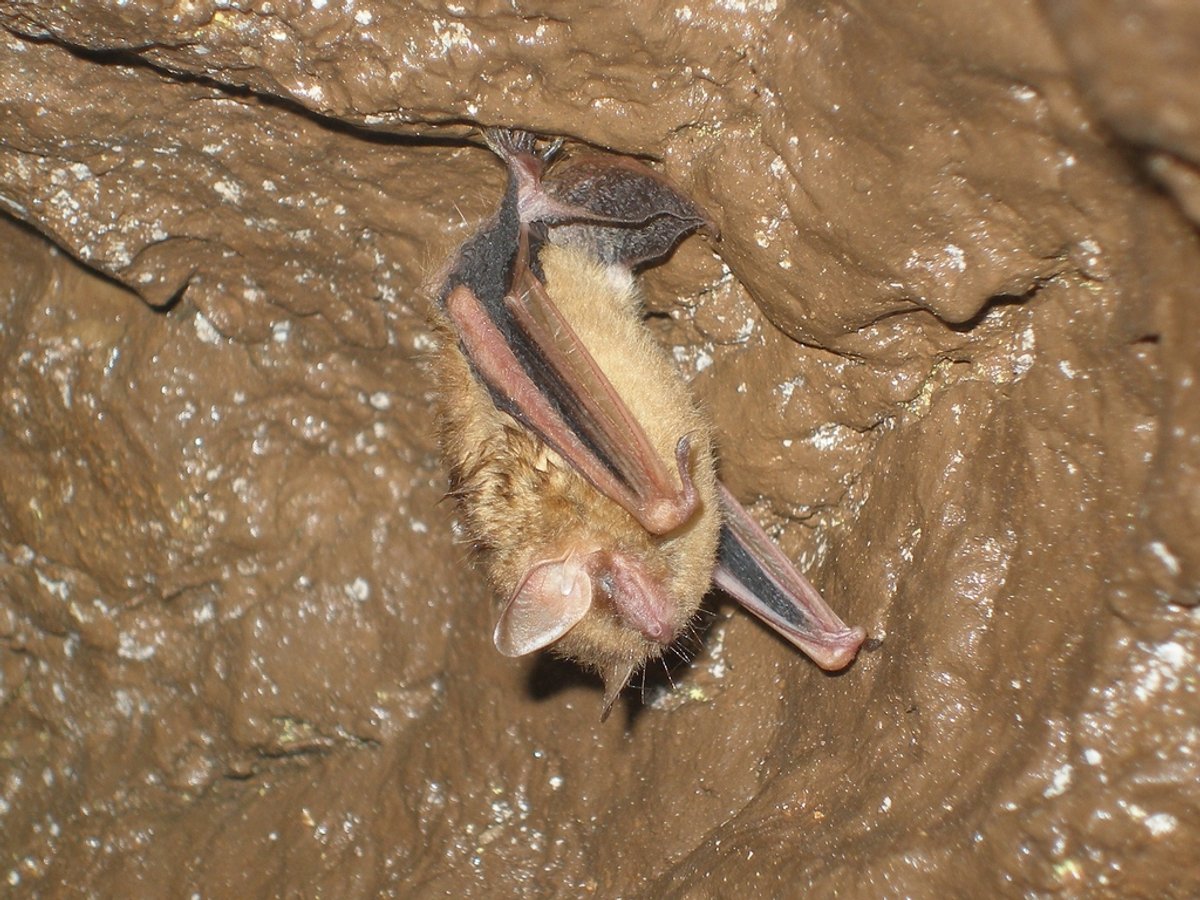 Tri-colored bat hanging in a cave. Photo shared to iNaturalist (c) Tim Giller.