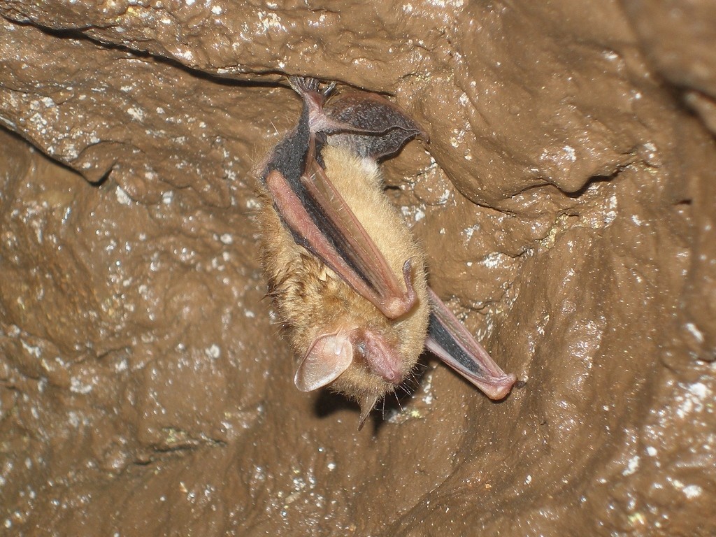 Tri-colored bat hanging in a cave. Photo shared to iNaturalist (c) Tim Giller.