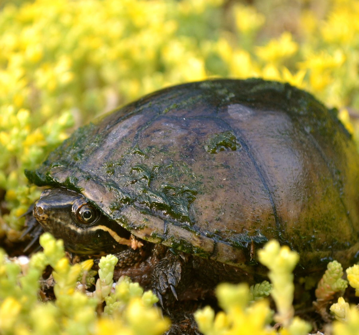 Common musk turtle. Photo shared on Wikipedia by Ontley.