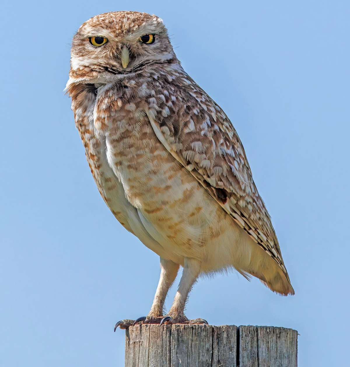 Southern burrowing owl. Photo shared on Wikipedia by Charles J. Sharp.