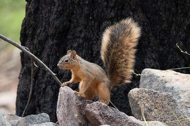 Mexican Fox Squirrel on a rock. Photo by Bettina Arrigoni.