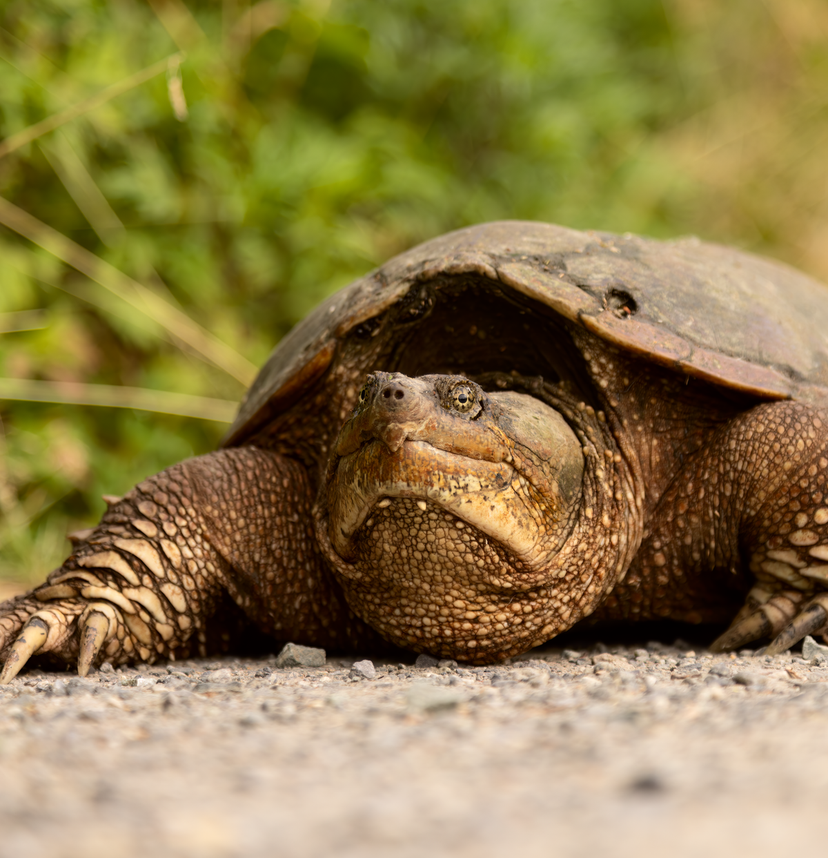 A snapping turtle crosses the trail at the John Heinz NWR in Philadelphia. Photo shared on Wikipedia by Chuck Homler, Focus On Wildlife.