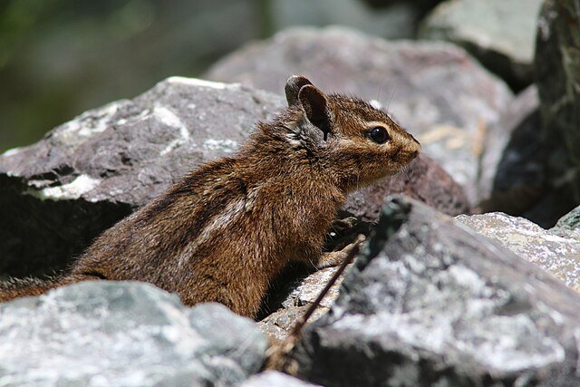 Yellow-cheeked Chipmunk. Photo by Cricket Raspet.