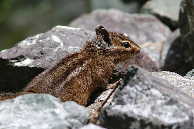 Yellow-cheeked Chipmunk. Photo by Cricket Raspet.