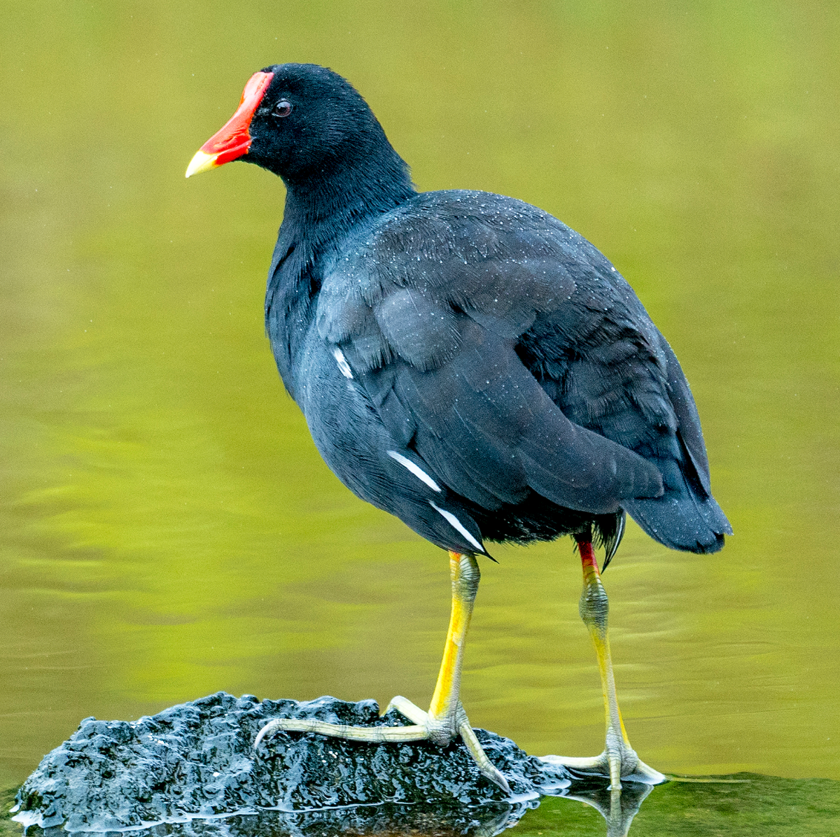 Common gallinule on Santa Cruz. Galápagos Islands, Ecuador. Photo shared on Wikipedia by Casey Klebba.