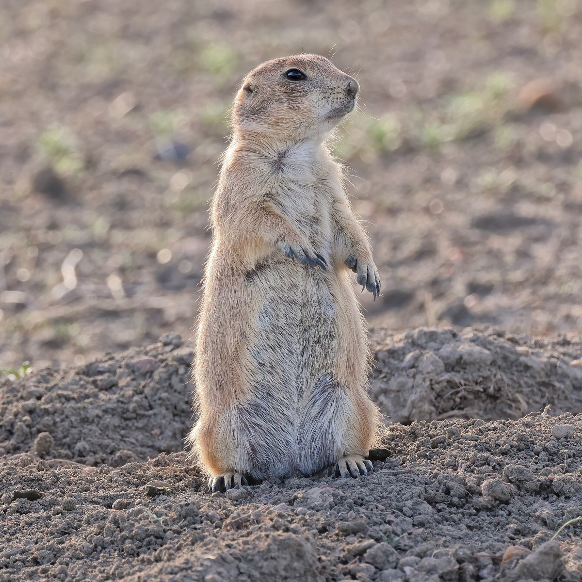 Black-tailed Prairie Dog, Grasslands National Park, Saskatchewan, Canada. Photo posted on Wikipedia by Cephas.