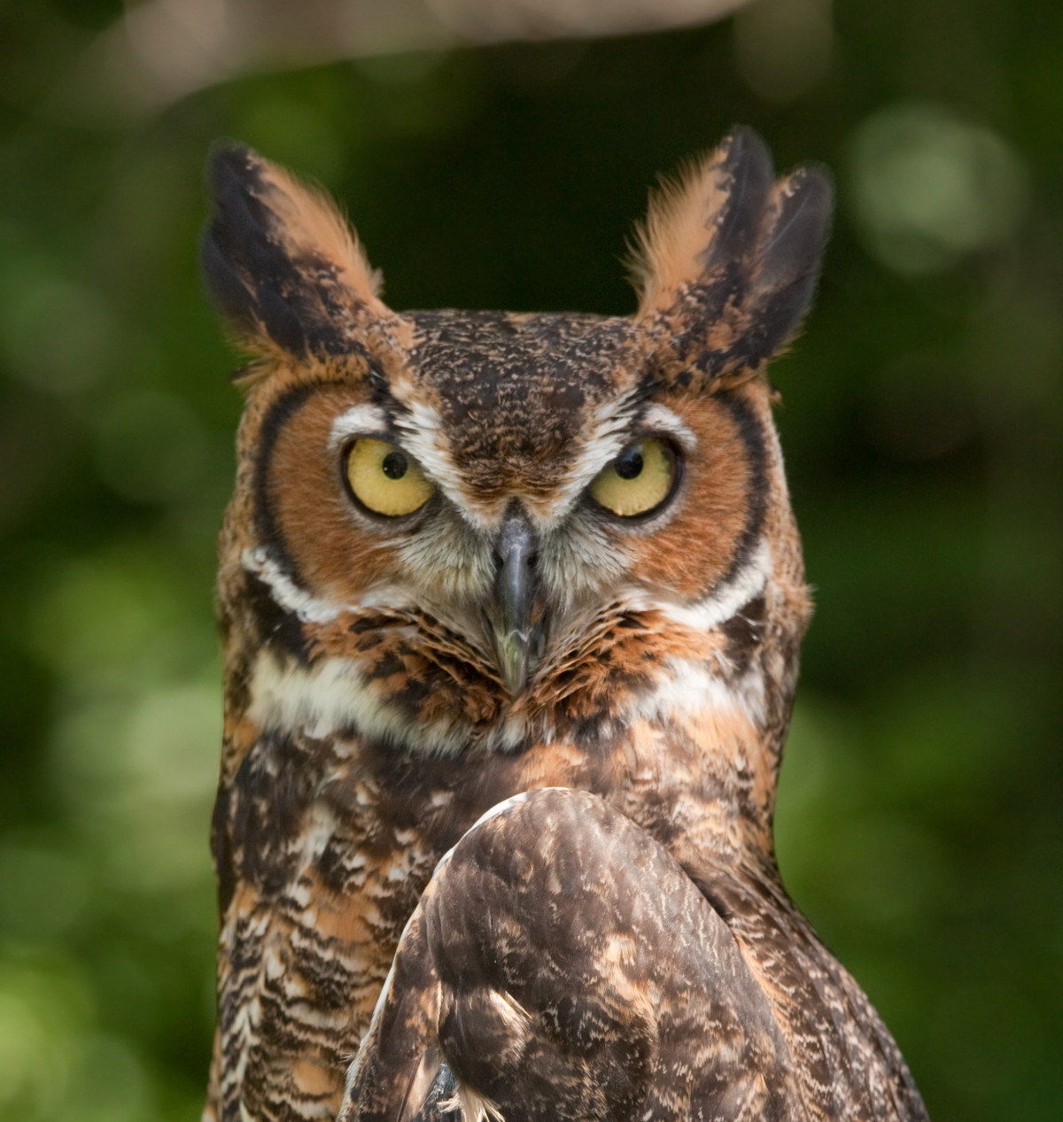 Great Horned Owl, near Cincinnati, Oh. Photo shared on Wikipedia by Greg Hume.