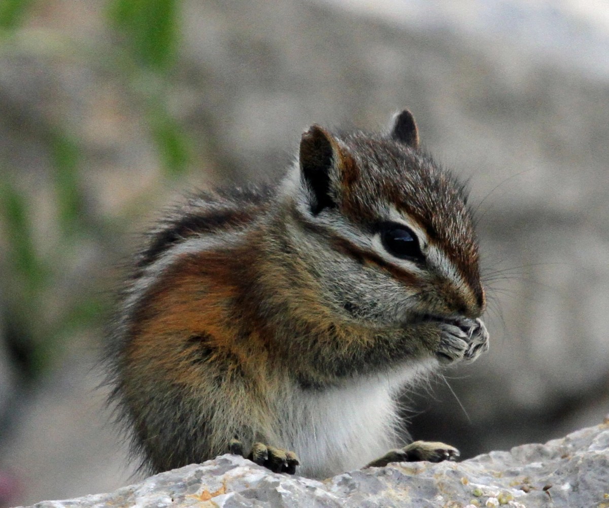 Gray-collared Chipmunk eating. Photo posted to Wikipedia, no photographer noted.