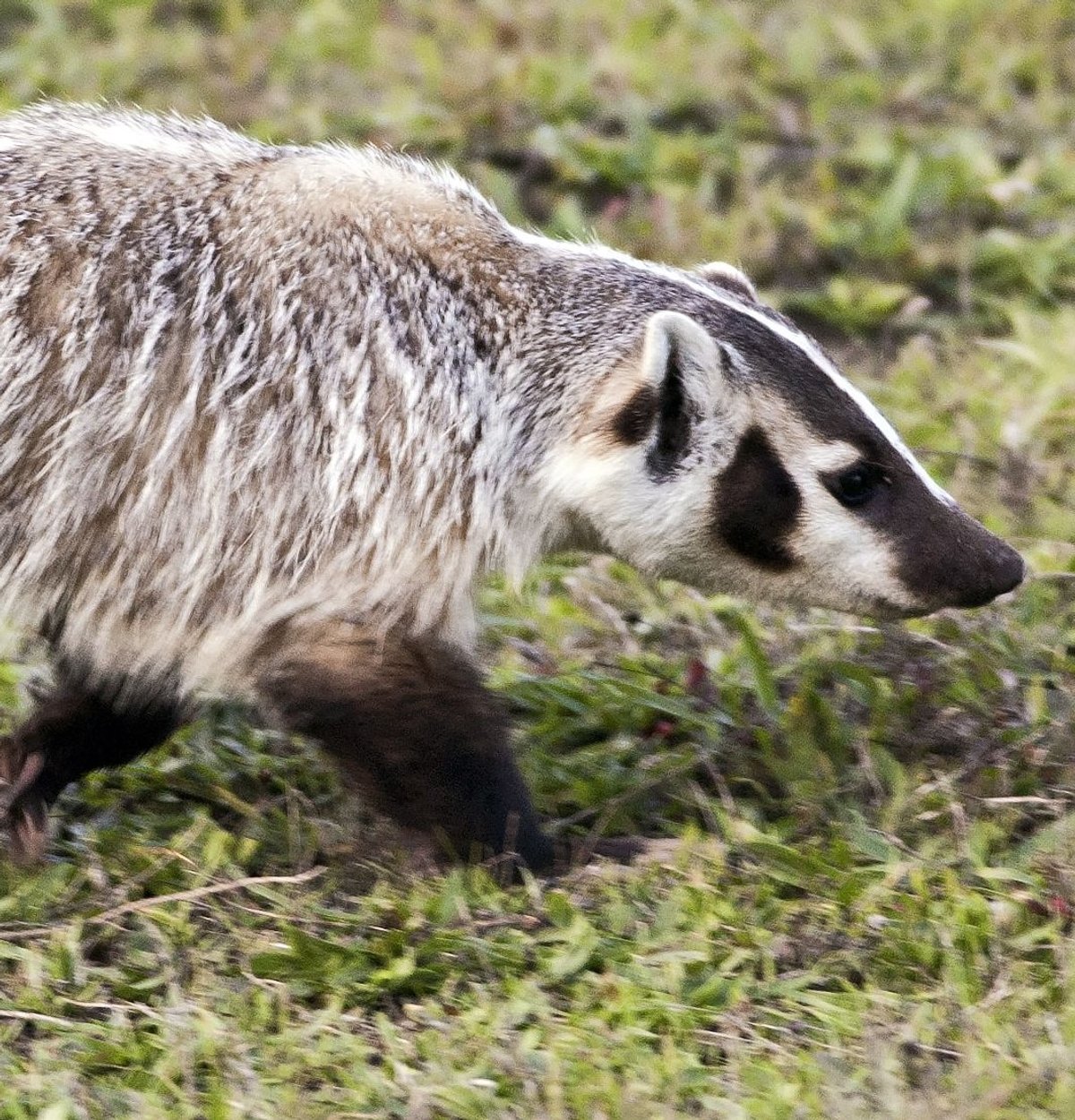 American badger. Photo shared on Wikipedia by Yathin S Krishnappa.