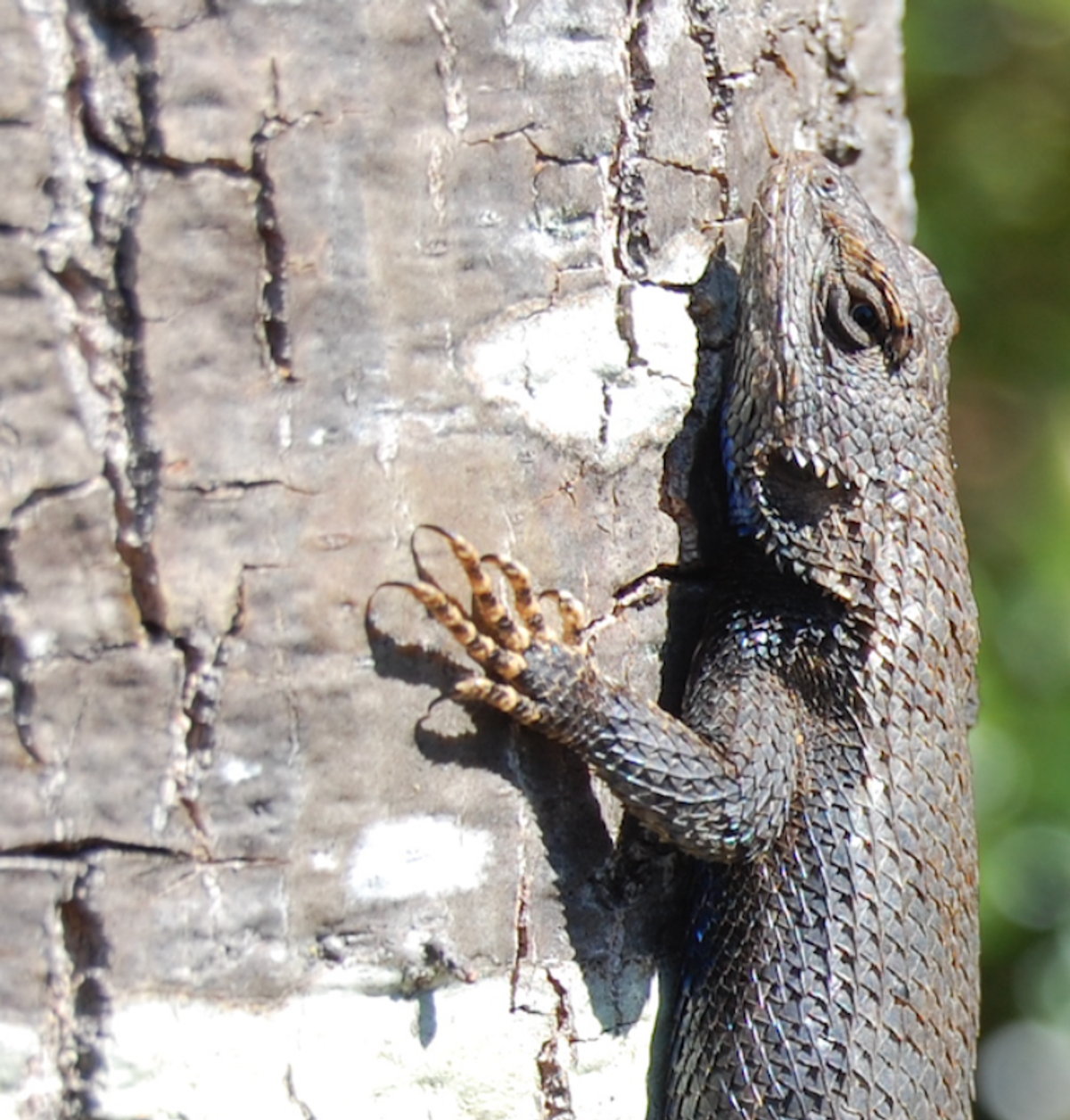 Eastern fence lizard on a tree, Amelia Court House, VA. Photo shared on Wikipedia by SchloughM.