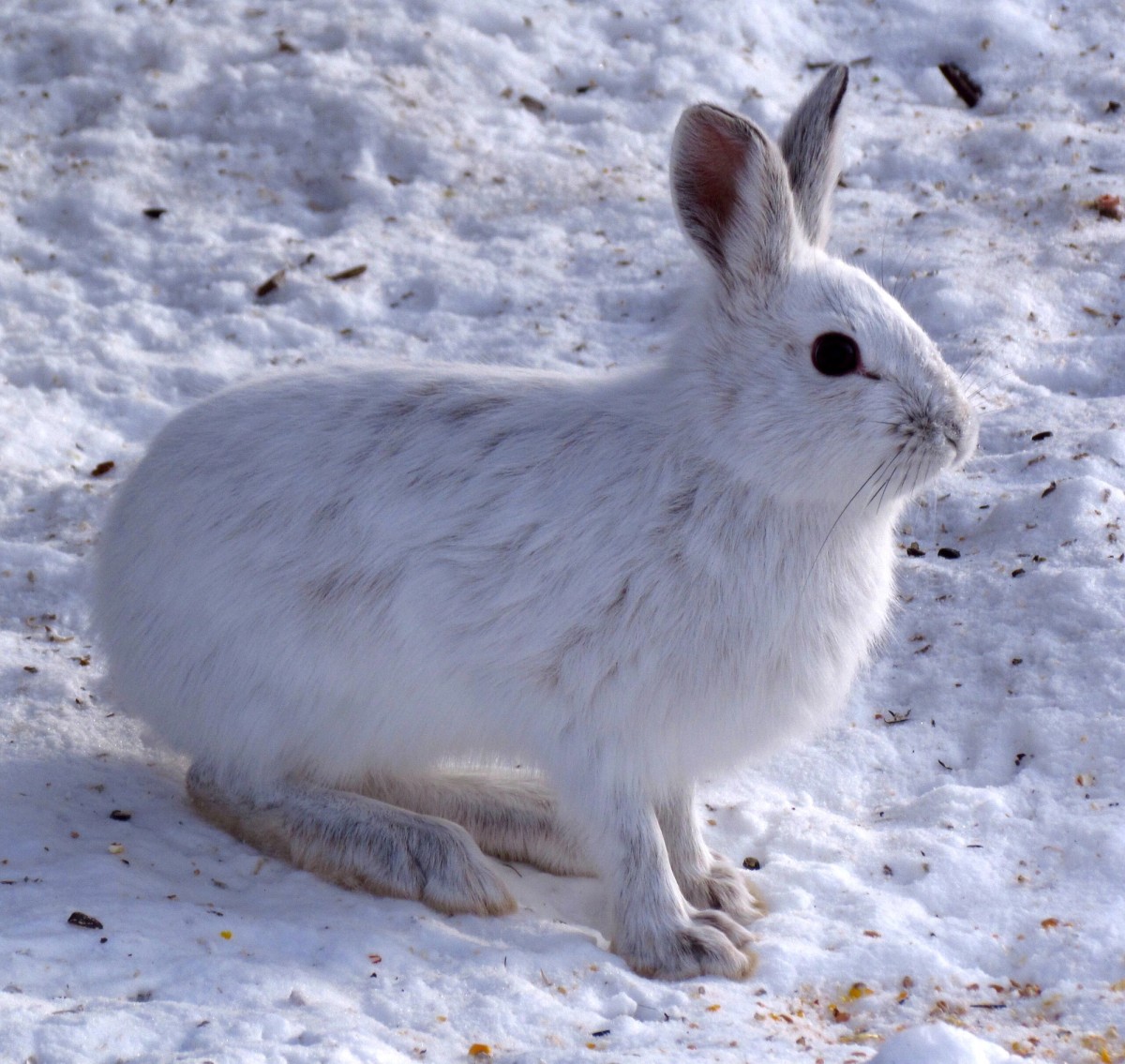 Snowshoe hare in winter coat. Photo shared on Wikipedia by D. Gordon E. Robertson.