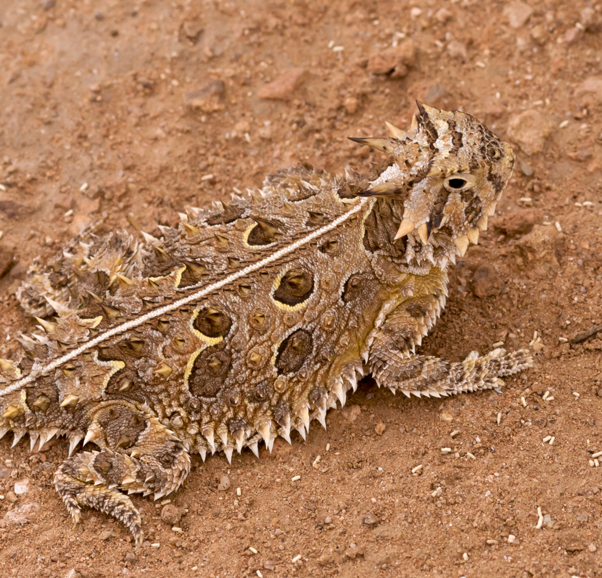Texas horned lizard, Animas Mountains near Bull Creek, NM. Photo shared on Wikipedia by Patrick Alexander.