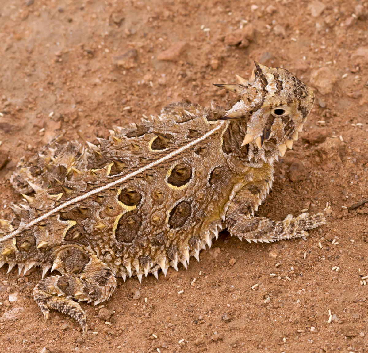Texas horned lizard, Animas Mountains near Bull Creek, NM. Photo shared on Wikipedia by Patrick Alexander.