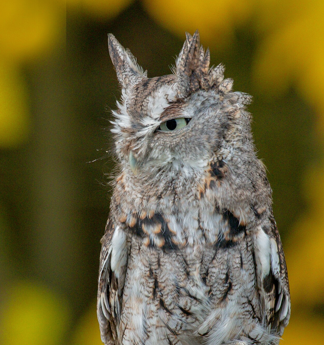 Eastern screech owl (gray morph) in Canada. Photo shared on Wikipedia by Peter K Burian.